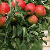 Why Organic Food Costs More