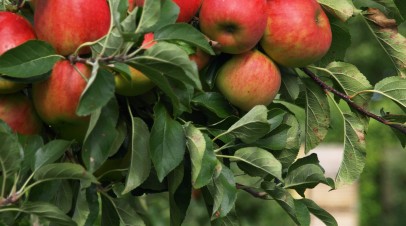 Why Organic Food Costs More
