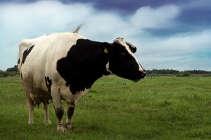 cow